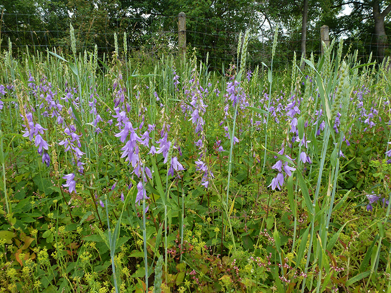 Campanula rapunculoides