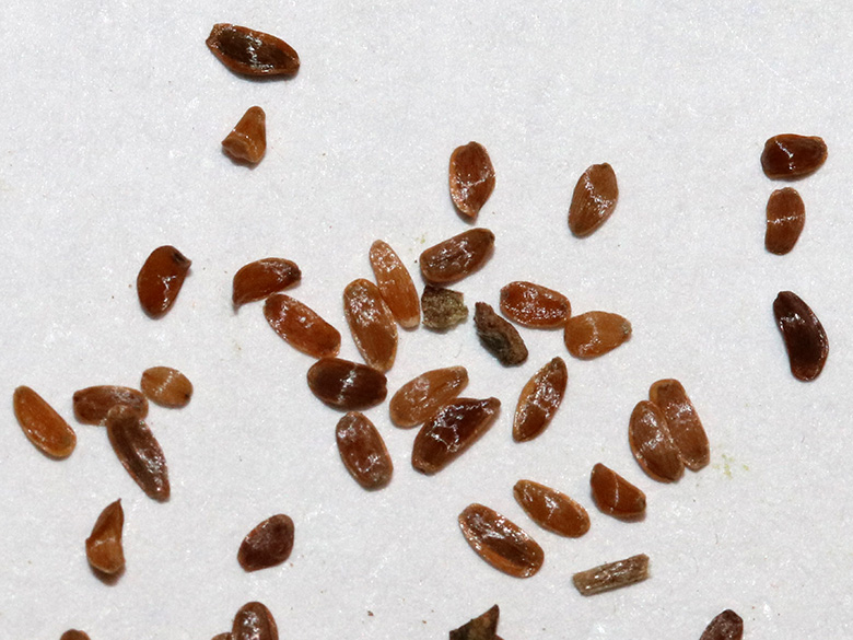 Campanula rapunculoides