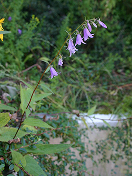 Campanula rapunculoides