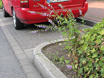 Campanula rapunculoides