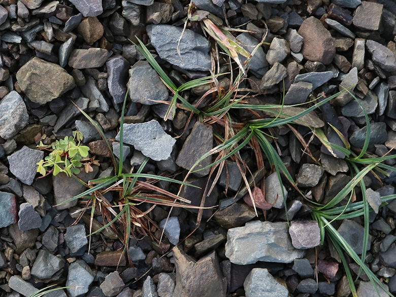 Carex hirta