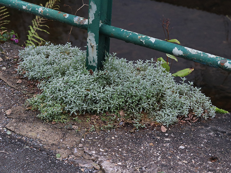 Cerastium tomentosum