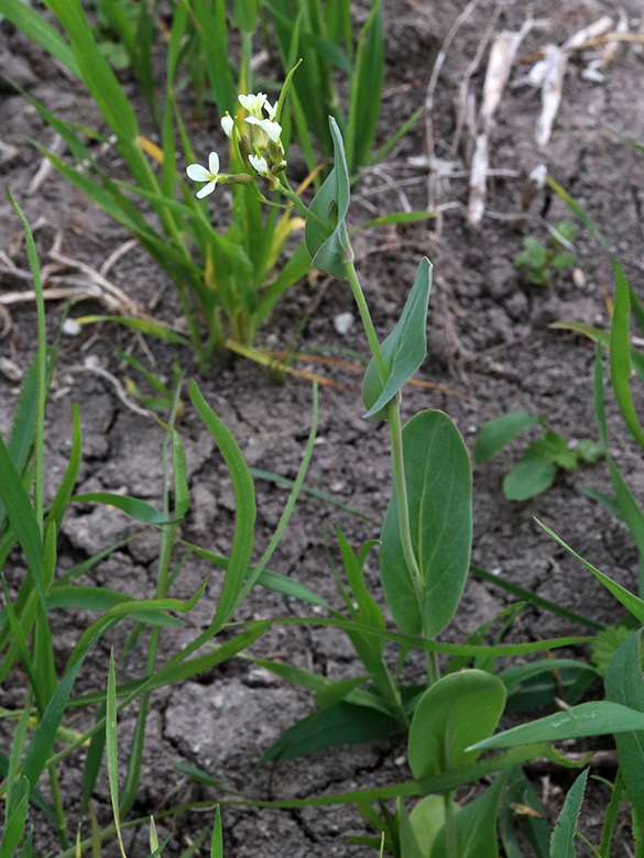 Conringia orientalis