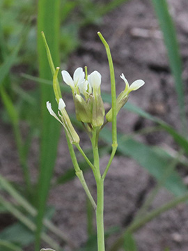 Conringia orientalis