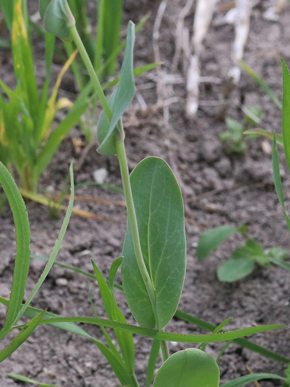 Conringia orientalis