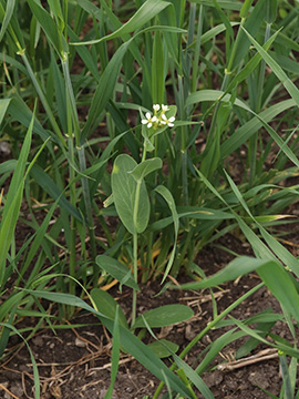 Conringia orientalis