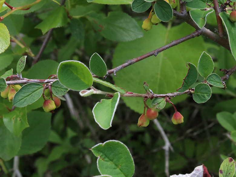 Cotoneaster integerrimus