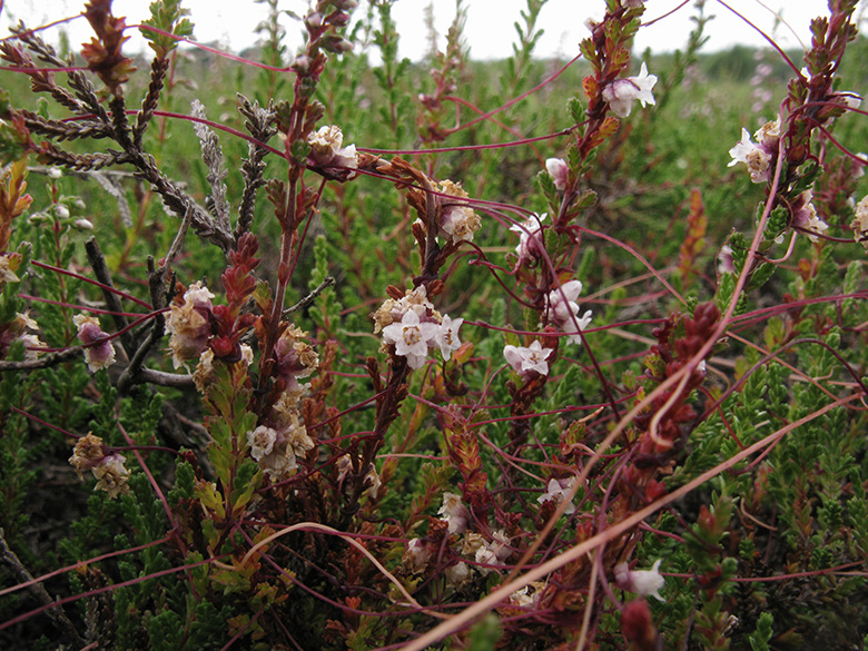 Cuscuta epithymum