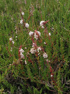 Cuscuta epithymum