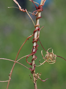 Cuscuta epithymum