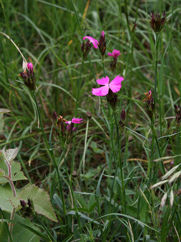 Dianthus carthusianorum