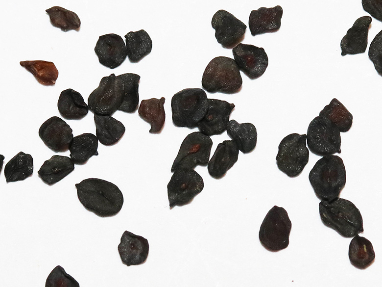 Dianthus carthusianorum