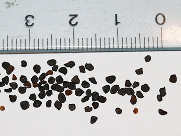 Dianthus carthusianorum