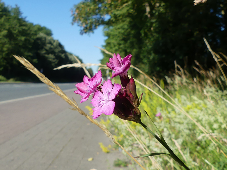 Dianthus carthusianorum