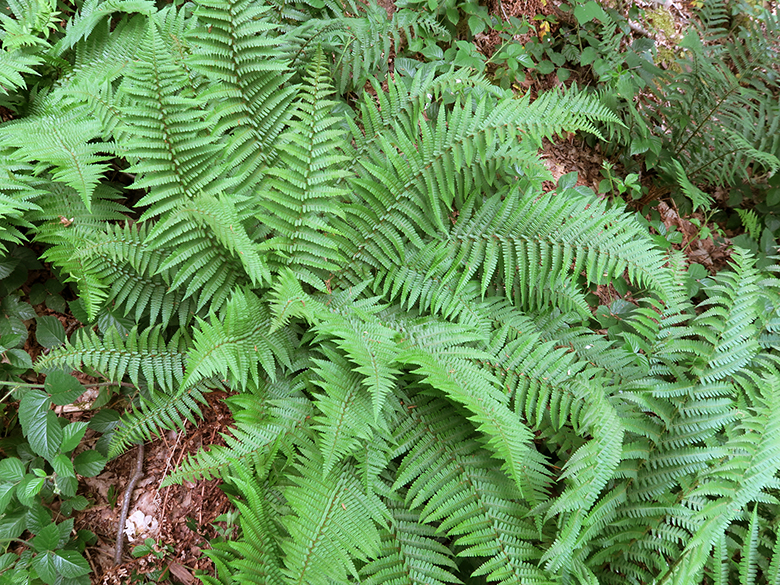 Dryopteris cambrensis insubrica