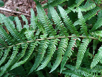 Dryopteris convoluta convoluta