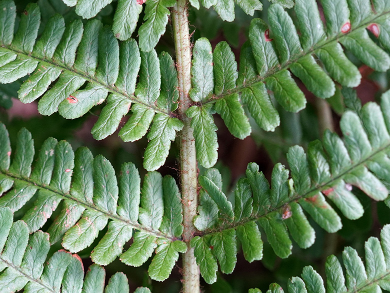 Dryopteris convoluta convoluta