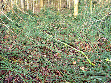 Equisetum ascendens