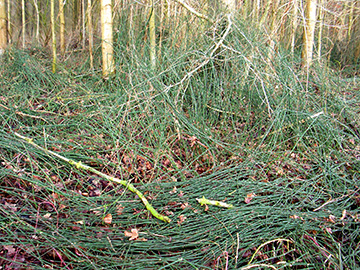 Equisetum ascendens