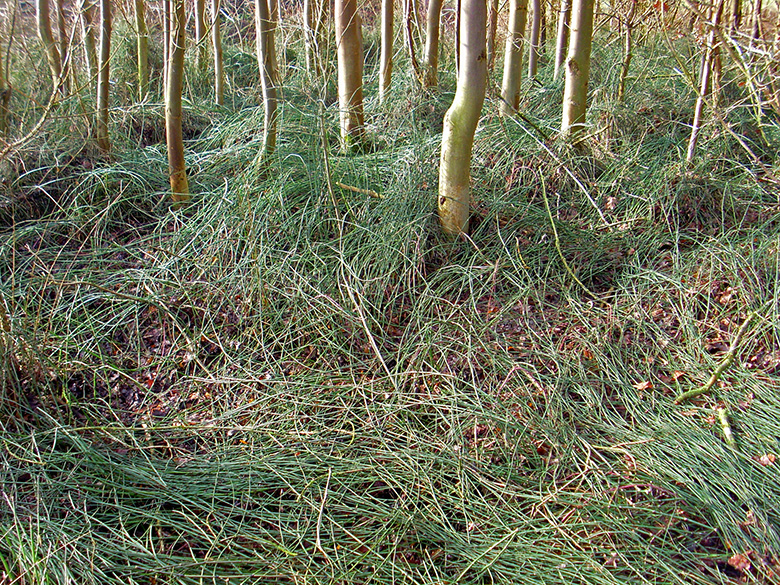 Equisetum ascendens