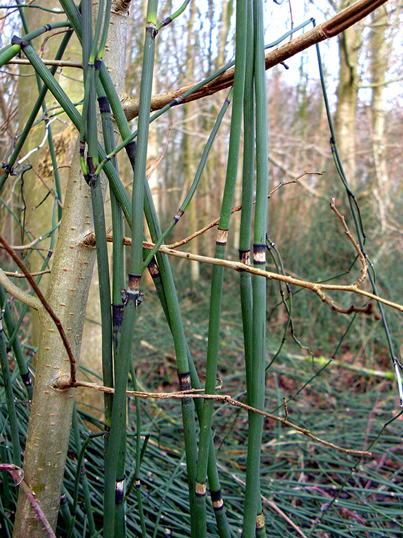 Equisetum ascendens