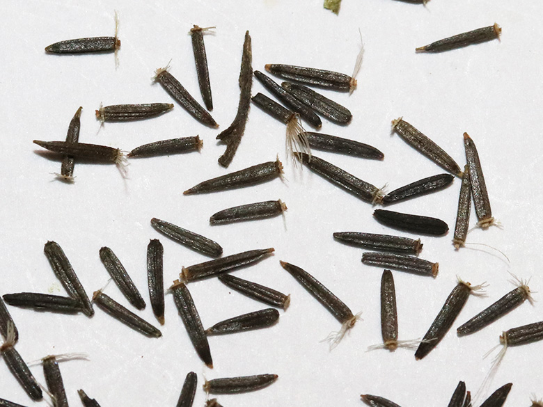 Eupatorium cannabinum