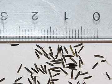 Eupatorium cannabinum