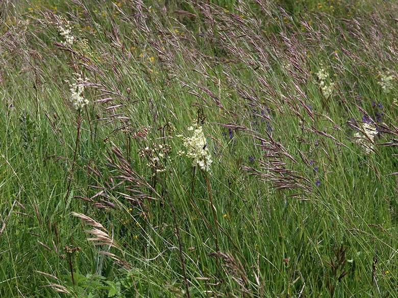 Filipendula vulgaris