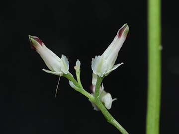 Fumaria muralis muralis
