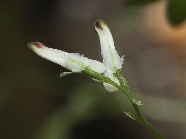 Fumaria muralis muralis