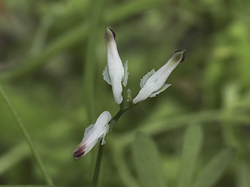 Fumaria muralis muralis