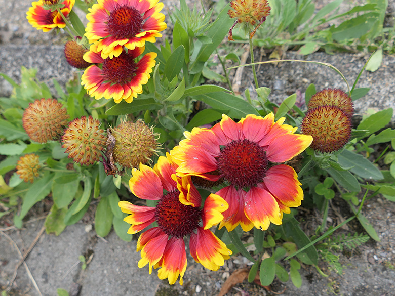 Gaillardia grandiflora
