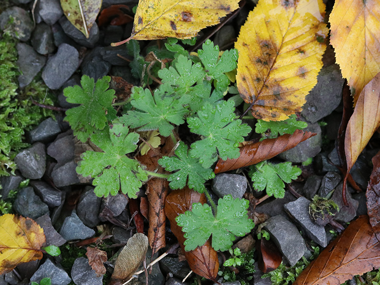 Geranium macrorrhizum