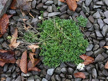 Hornungia alpina auerwaldii