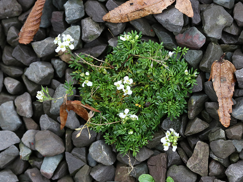 Hornungia alpina auerwaldii