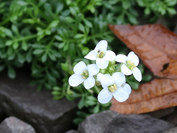 Hornungia alpina auerwaldii