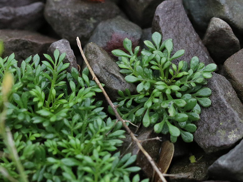 Hornungia alpina auerwaldii