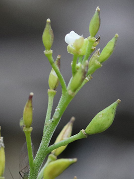 Hornungia alpina auerwaldii
