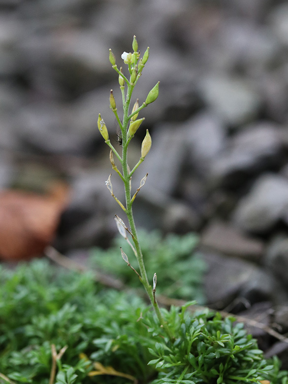 Hornungia alpina auerwaldii