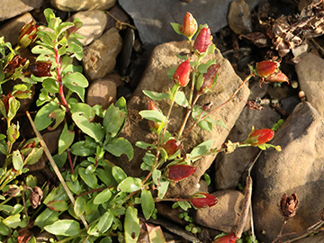Hypericum humifusum