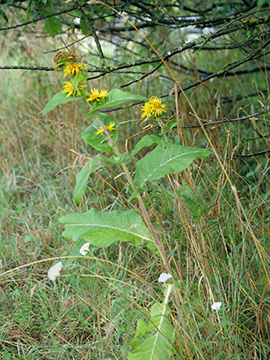 Inula racemosa