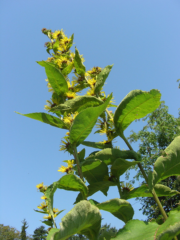 Inula racemosa