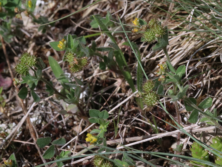 Medicago minima
