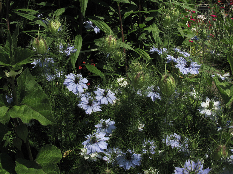 Nigella damascena