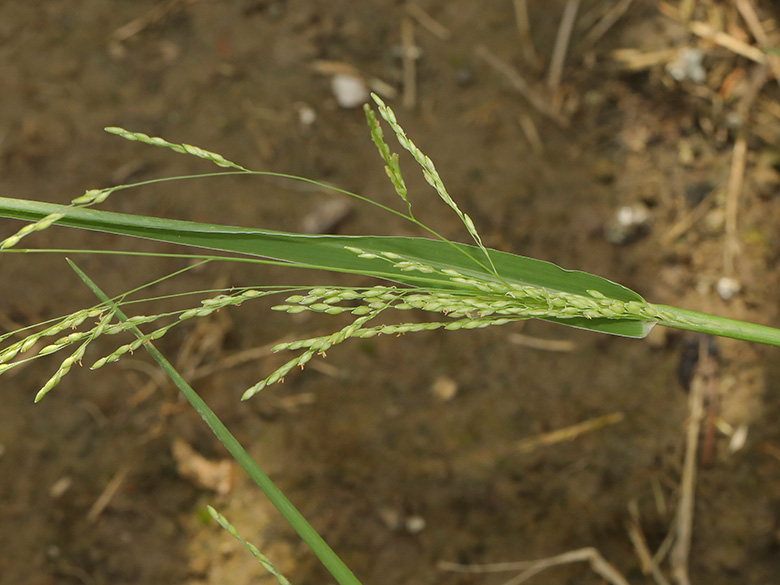 Panicum gilvum