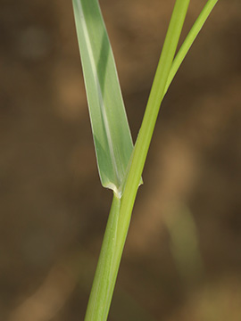 Panicum gilvum