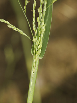 Panicum gilvum