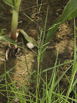 Panicum gilvum
