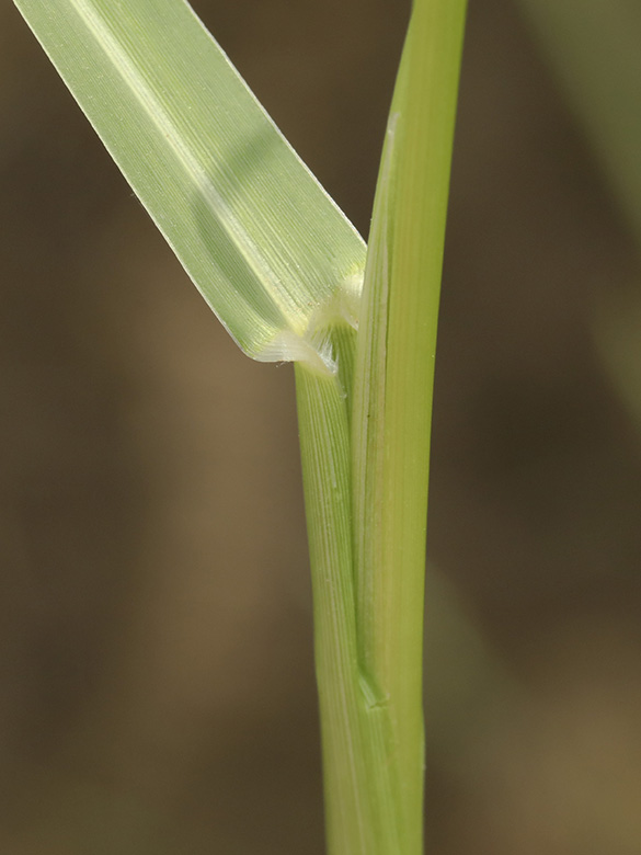 Panicum gilvum