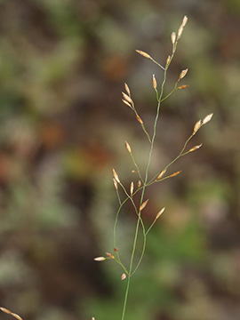 Poa palustris
